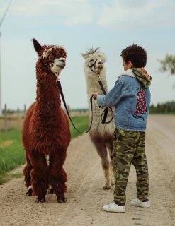 Denim Snake Sherpa Jacket -Lola + The Boys denim denim snake sherpa jacket lola the boys 28236925960294