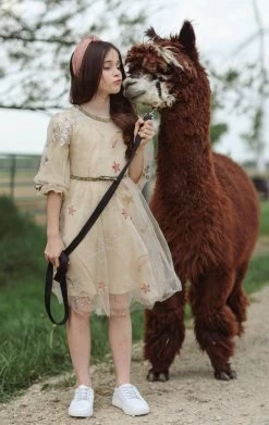 Golden Star Party Dress -Lola + The Boys dress golden star party dress lola the boys 28360246984806